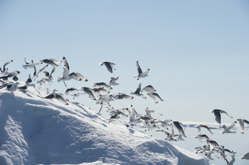 Black-legged Kittiwake on iceberg