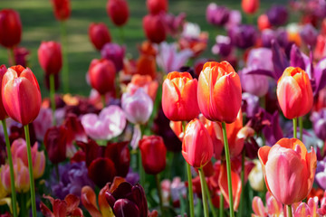 Blooming tulips flowerbed in Keukenhof flower garden, Netherland