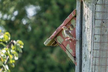 Female Sparrow in the Process of Feeding Her Babies