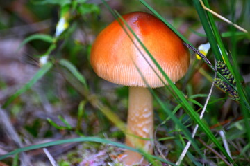 Румяный Гриб