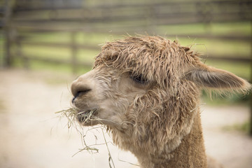 Obraz premium Island Alpaca