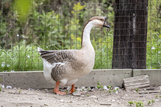 Japanese Goose