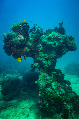 Coral reer