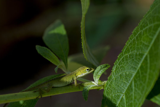 chameleons