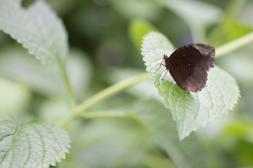 Butterfly pon green leaf