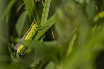 Insecte du marais de Montfort - Grésivaudan - Isère.
