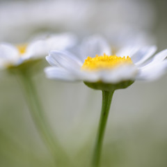 Daisy