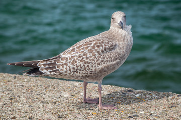 Silbermöwe (Larus argentatus)