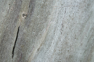 Wood texture of old dried tree.