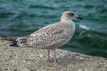 Silbermöwe (Larus argentatus)