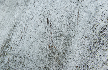 Wood texture of dried tree.