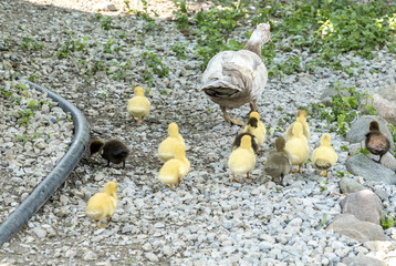 Mommy Muscovy Duck with Her Ducklings