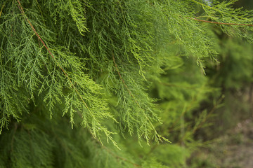 Green conifer background.