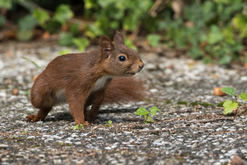 Naklejka na ściany i meble Neugieriges Eichhörnchen auf Waschbetonplatten im Garten