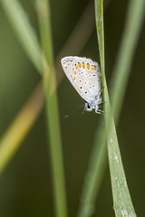 Papillon du marais de Montfort - Grésivaudan - Isère.