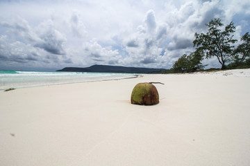 Coconut on Beach in Koh Rong Cambodia