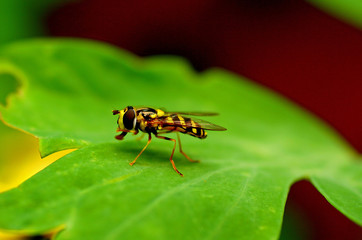 Fototapeta premium close up of a common hoverfly resting on a vibrant green leaf
