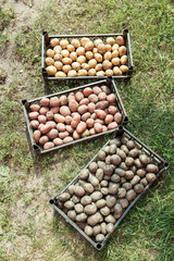 Potatoes of different colors