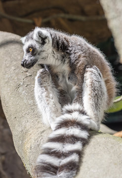 Dessa glada busiga och otroligt gulliga Lemurer finns p&aring; Skansen i Stockholm