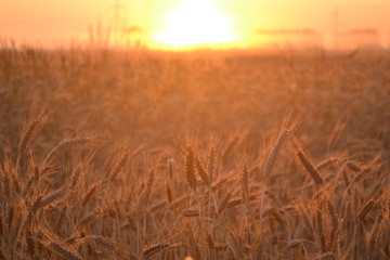 Fototapeta premium Sonnenaufgang Weizenfeld