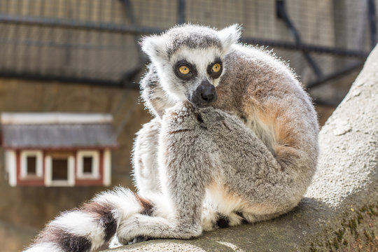 Dessa glada busiga och otroligt gulliga Lemurer finns p&aring; Skansen i Stockholm