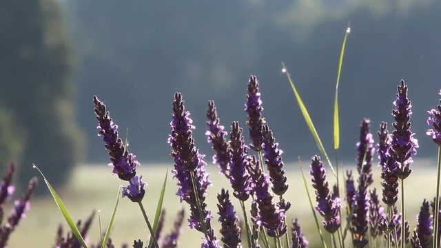 Provenza fiori di lavanda a Valensole