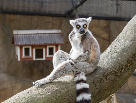 Dessa glada busiga och otroligt gulliga Lemurer finns p&aring; Skansen i Stockholm