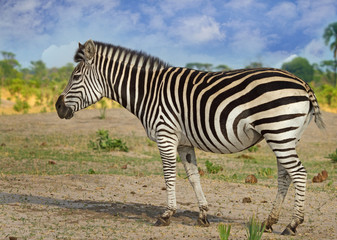 Lone Burchells zebra standing on the african plains in Hwange with a vibrant blue cloudy sky