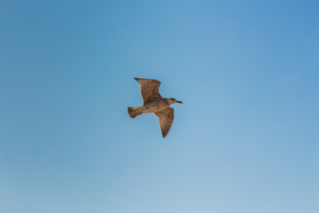 Seagull Flying in the Sky