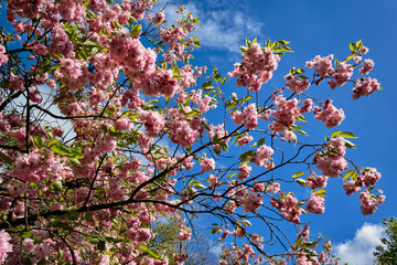 Blooming tree branch in Keukenhof flower garden, Netherlands
