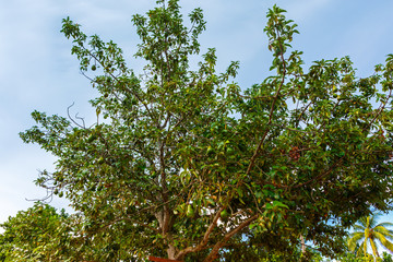 Large Avocado Tree in Cuba