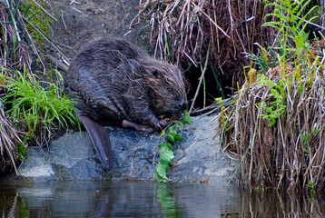 Beaver on a creek in Sweden