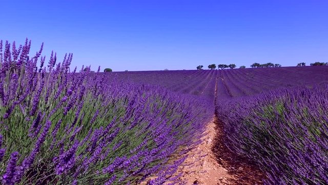 Lavender field in Provence, near Valensole, France 