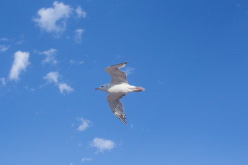 Seagull Flying in the clouds Sky