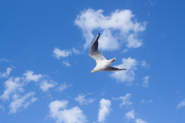Seagull Flying in clouds blue Sky