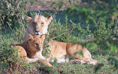 Mother Lioness and her baby cub resting on the African Plains