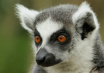 Close up of a Lemur Face with bright Orange Eyes