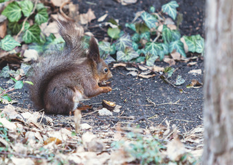 Red squirrel sits on ground and gnaws walnuts