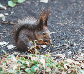 Red squirrel sits on ground and gnaws walnuts