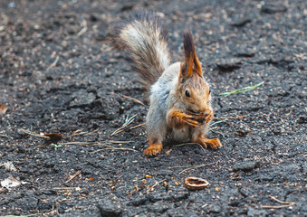 Gray squirrel sits on the ground and gnaws walnuts