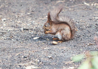 Naklejka na ściany i meble Red squirrel sits on ground and gnaws walnuts