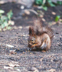 Red squirrel sits on ground and gnaws walnuts
