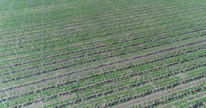 A view of the seedlings of trees from the air, flying over tree seedlings, a garden center, a young apple garden on the field, Rows of tree saplings in the Young apple garden, 4k, aerial