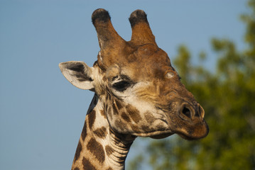 Giraffe South Africa