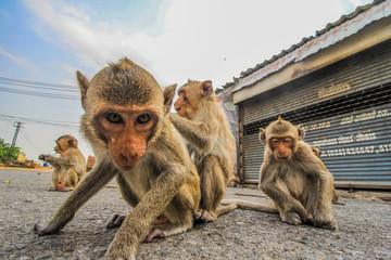 Macaque Monkeys in Lopburi Thailand