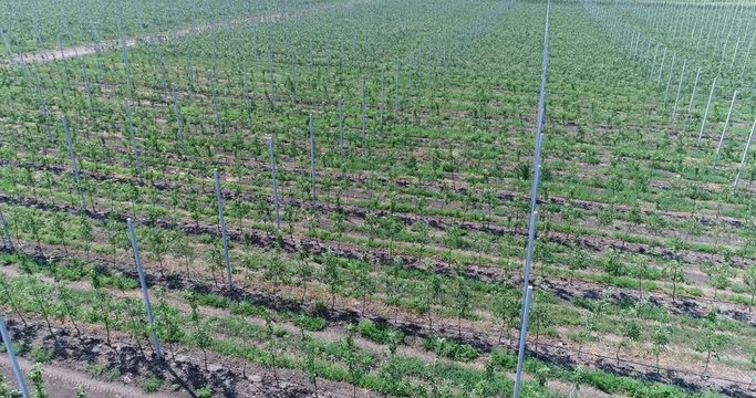 A view of the seedlings of trees from the air, flying over tree seedlings, a garden center, a young apple garden on the field, Rows of tree saplings in the Young apple garden, 4k, aerial