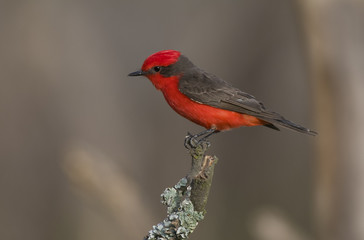 Vermilion Flycatcher