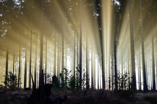 Fototapeta Misty spruce forest in the morning  Misty morning with strong sun beams in a spruce forest in Germany near Bad Berleburg, Rothaargebirge. High contrast and backlit scene.  