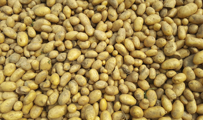 texture of many fresh potatoes