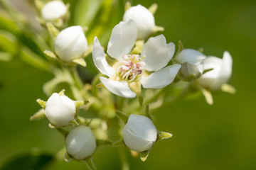 Blossom apple tree over nature background